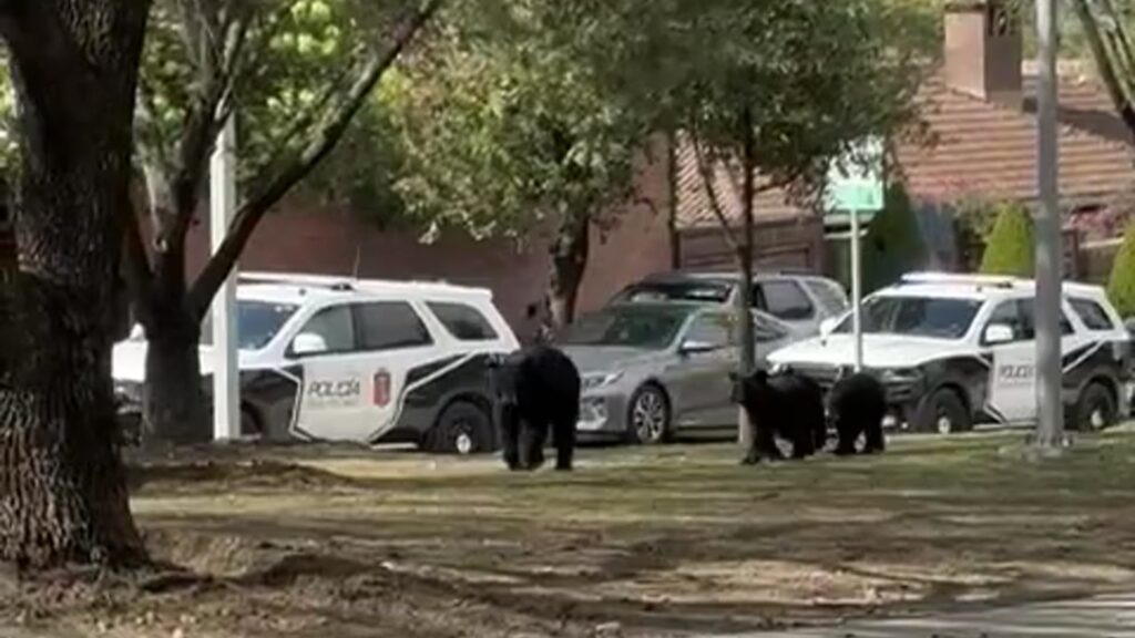 VIDEO | Familia de osos sorprende a vecinos en San Pedro