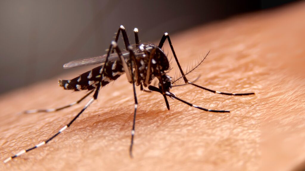 dengue nuevo leon